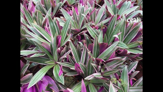 Transform a Metal Fence into a Lush Blooming Hedge