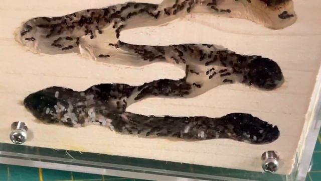 Une évasion des #fourmis partout ( #crematogaster Auberti) смотреть онлайн