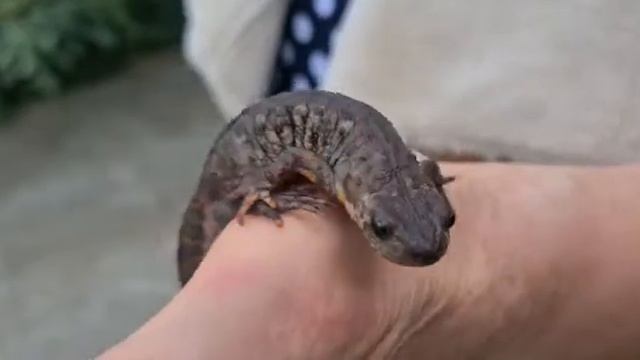 В Геленджике возле частного дома нашли тритона смотреть онлайн