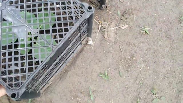 Жара ушла и досаживаю капусту🙈🤔🙏хоть бы эта прижилась🙏 смотреть онлайн