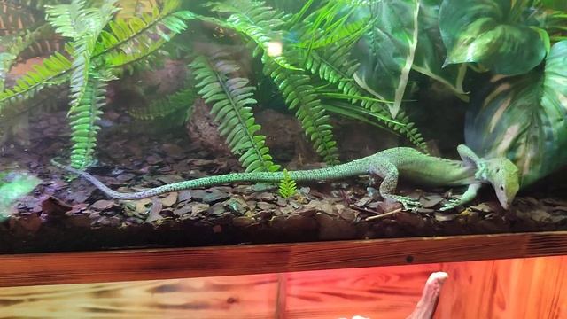 Биакский Древесный Варан Varanus kordensis смотреть онлайн