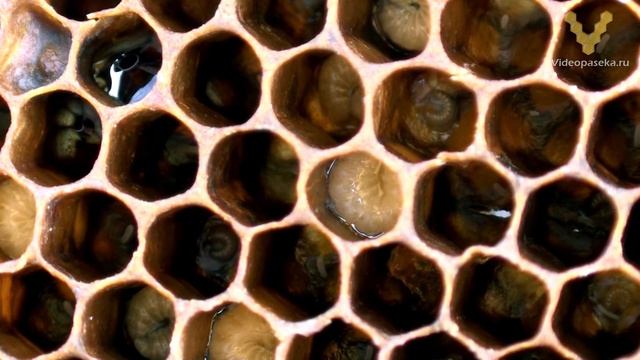 6 DVD — Болезни пчёл. Часть 1 (1 час 33 минуты) смотреть онлайн