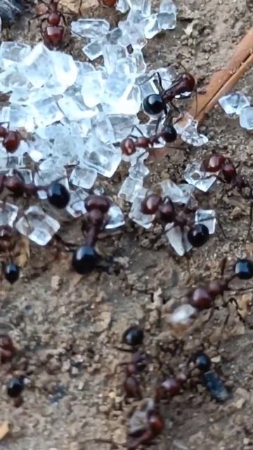 new ants Video viral #instagood #naturephotography #photography #beautifulnature смотреть онлайн