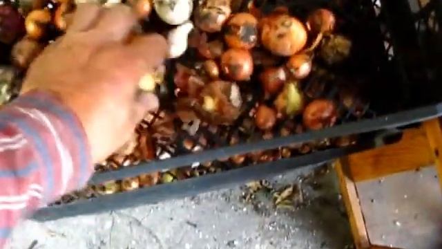 КАК МЫ СУШИМ ЛУК ПОСЛЕ ТОГО КАК ЕГО ВЫКОПАЛИ И ОБРЕЗАЛИ смотреть онлайн