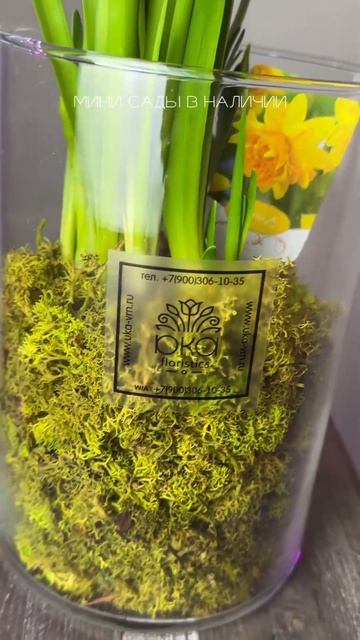 Мини сад нарциссы луковичные #луковичные #весна #купитьцветы
