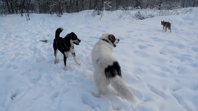 Найза и Шах-2.17.01.2019 смотреть онлайн