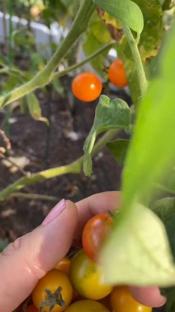 Тыквы и помидоры черри в моем саду!Pumpkins and cherry tomato in my garden USA. #youtubeshorts смотреть онлайн