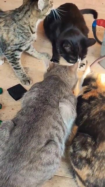 Кошки и вольер Мышка балдеет на солнышке прощай передержка