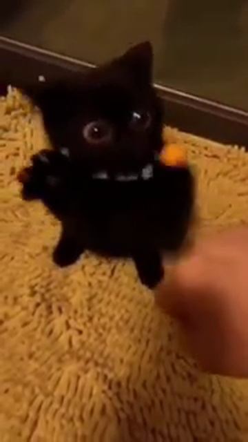 1000011102.mp4