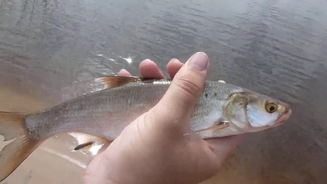 Отпускаем голавлика(взял на мушку) смотреть онлайн