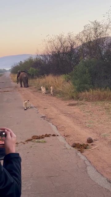 📹 Львы преследуют слона смотреть онлайн