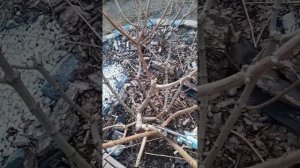 Обрезка взрослого куста гортензии метельчатой.