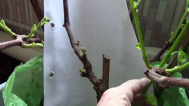 Муромцево 19 апреля 2025 Выламываем лишнее у двух леток перезимовавших черенков винограда