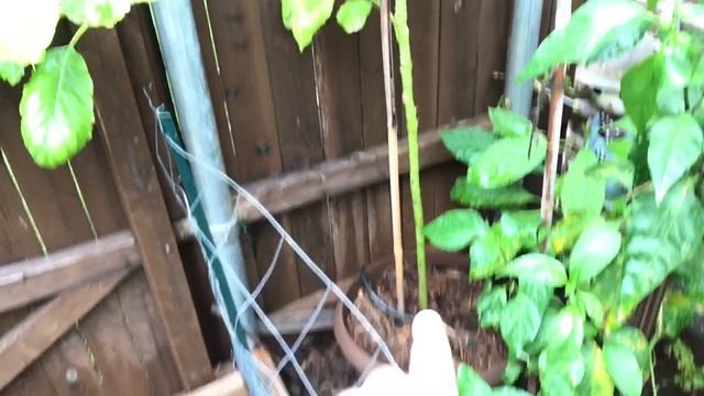 Avocado Trees Grown From Seed - 18 Months Old смотреть онлайн