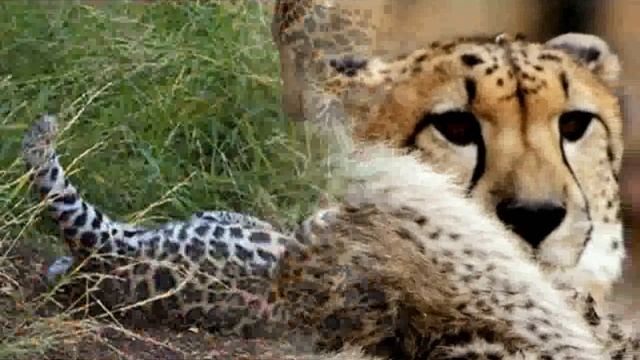 Jaguar Cub And Mother - Images смотреть онлайн