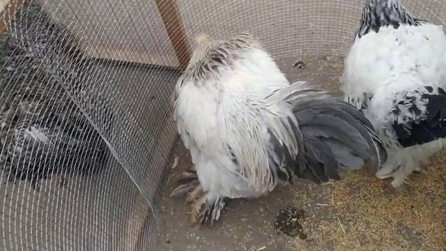 ASARTIMENT BRAMALAR BARCHA TURLARI 07.02.2021 смотреть онлайн