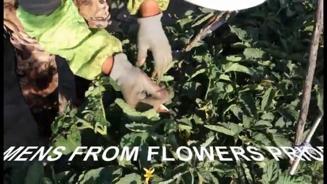 HYBRID TOMATO SEED PRODUCTION IN CHINA