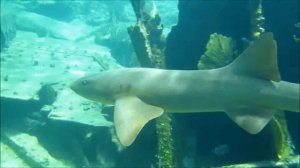 DOL-Fin Monofin Diving - A Day In the Bahamas