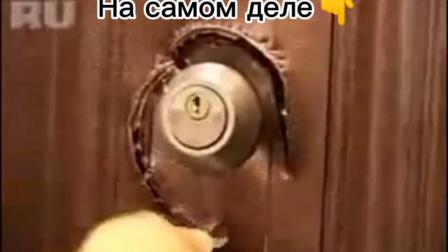 НЕБЕЗОПАСНО? 😨 #входнаядверь #двериназаказ #деревянныедвери #двериизмассива #финскиедвери