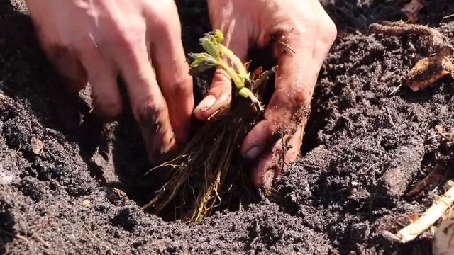 3 Easy and Fast Growing Fruits You’ll Wish You Planted Sooner смотреть онлайн