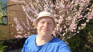 Я в городе снимаю видео про розовые цветы на дереве