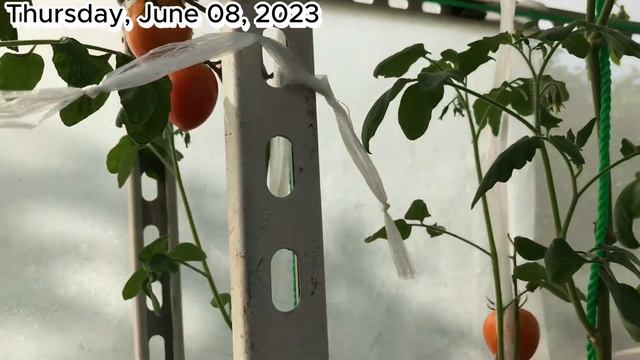 How to grow hydroponic tomatoes - Hydroponic farming at home