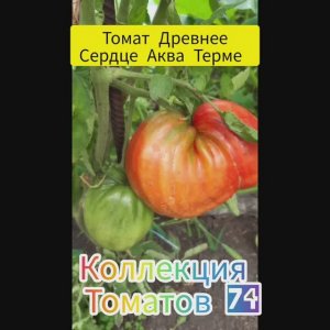 ТОМАТ-ГИГАНТ ‼️ ШЕДЕВР ЛЮБОЙ КОЛЛЕКЦИИ  -  ДРЕВНЕЕ СЕРДЦЕ АКВА ТЕРМЕ