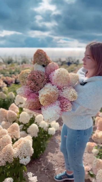 #питомникрастений #ландшафтныйдизайн #garden #plant #flower #nursery #гортензия #hydrangea