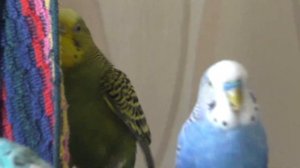 🦜 Попугайчики летают на воле | Жизнь волнистиков в вольере. Волнистый попугай кричит!