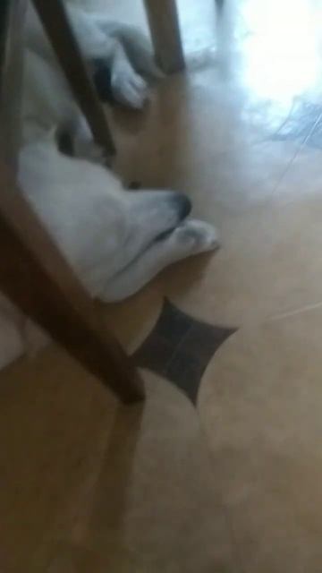 опасная рыба фугу 😵 смотреть онлайн