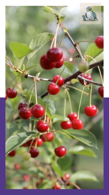 Brown bears in Spain like to eat Wild Cherries #brownbears #cherries #foraging #behaviour смотреть онлайн