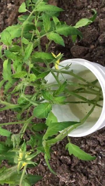 Черенкование томатов 19.08.2020. смотреть онлайн