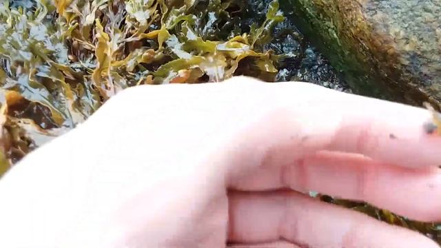 Дивные беломорские рачки на литорали