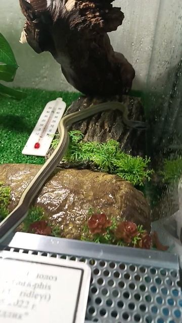 А у Ридли НОВЫЙ ДОМ !!!#Ридли #дом #змея #новыйдом #змеядом смотреть онлайн