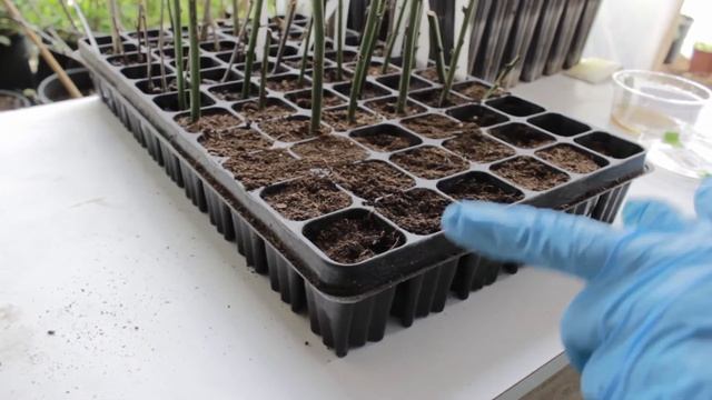 How to Grow Goji Berries From Seeds смотреть онлайн