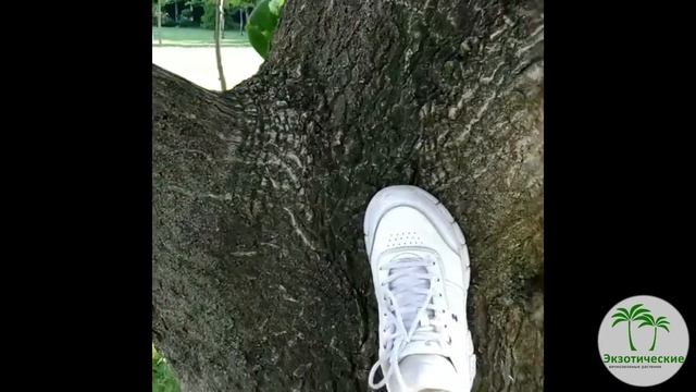 Павловнии в Черкеске смотреть онлайн