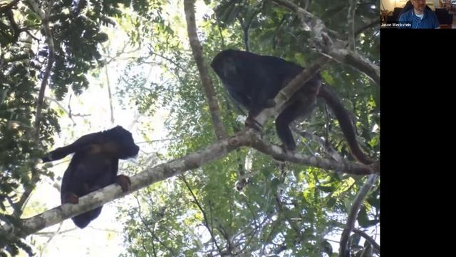 On the Trail of Endemic Birds & Parasites in Amazonia’s Endangered Belém Region -  Jason Weckstein