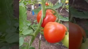 Томат Румяный шар (Агрофирма Поиск)