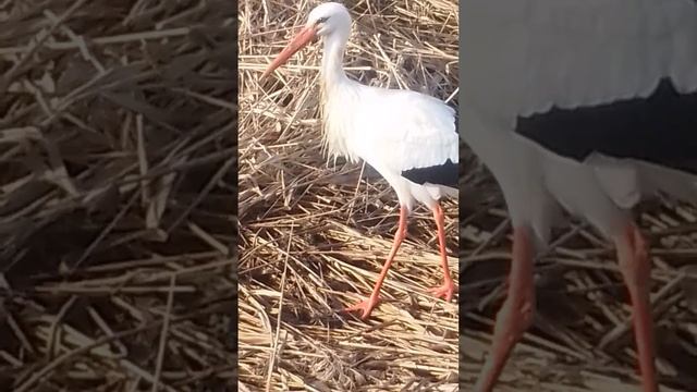 Со Светой Пасхой !