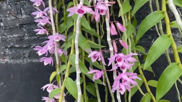 Dendrobium mackay parish
