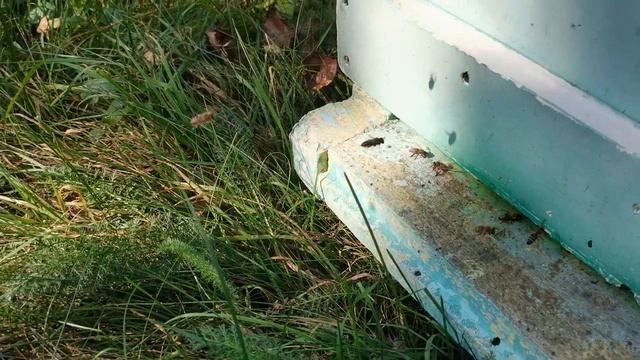 Сурепка смотреть онлайн