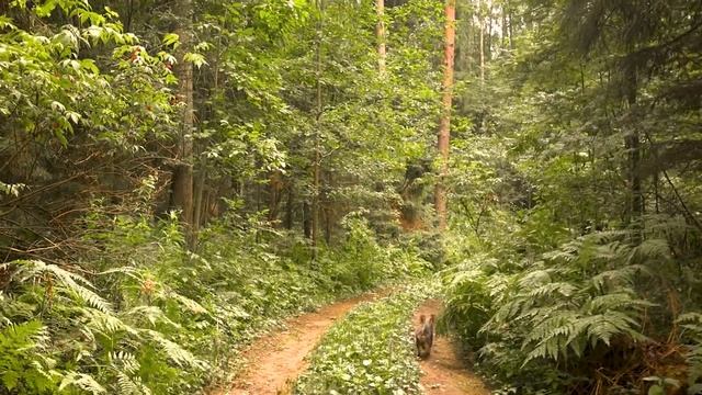 Лесная прогулка смотреть онлайн