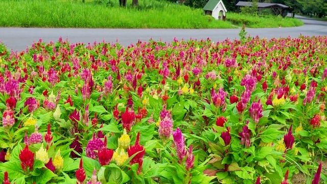 TOKYO.Blooming Flowers through the Extreme heat of Summer at Showa Kinen Park. 4K 酷暑 猛暑