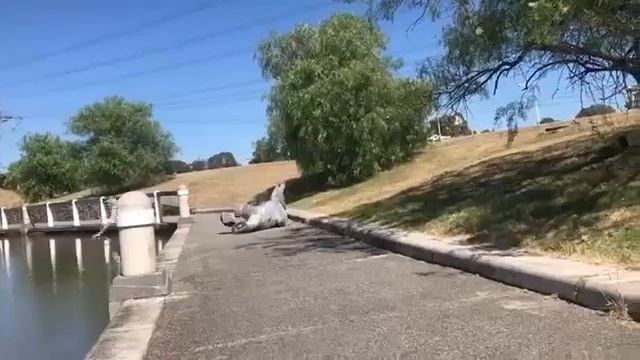 КИНГУРУ-ПРАНК смотреть онлайн