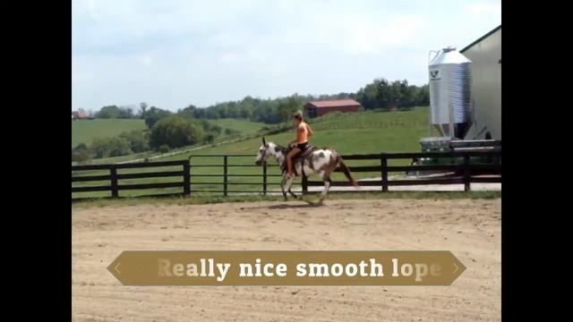 GRANNY SAFE GRAY & WHITE OVERO PAINT JOHN MULE, SHOWN IN RANCH PLEASURE, TRAILS, TEAM SORTING, QUIE смотреть онлайн