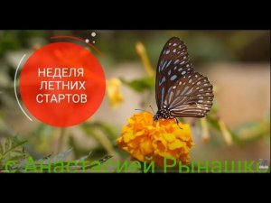 #летниестарты_с_рынашко Топ летний- базовый " Сержел"
