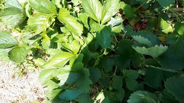 Клубника в Германии собирать смотреть онлайн