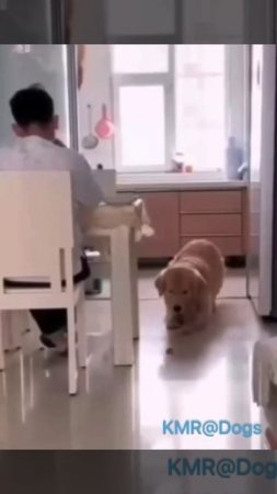 Главное незаметно слизнуть😋😂 ( видео про собак )
