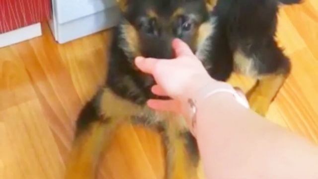 SHEPHERD PUPPIES I НАШИ ЩЕНКИ У НОВЫХ ВЛАДЕЛЬЦЕВ l ЛЮБИМ ИГРАТЬ l НЕМЕЦКАЯ ОВЧАРКА l GERMAN SHEPHER смотреть онлайн