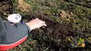 КАК ИЗБАВИТСЯ ОТ КРОТОВ!? Надежный способ! Отпугиватель кротов Borg Eco